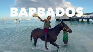 Swimming With Race Horses In Barbados (Pebbles Beach Barbados Vlog)
