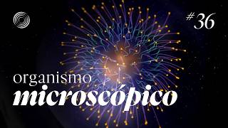 Information [TD Drop #36] Organismo Microscópico - TouchDesigner Tutorial Update