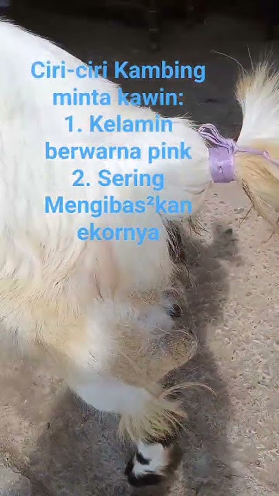 Ciri-ciri Kambing minta kawin:1. Kelamin berwarna pink2. Sering ...