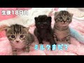 ミルク待ちが可愛い子猫＆素敵なポーズを披露【ゲンハピノン成長日記#13】Cute kitten waiting for milk.