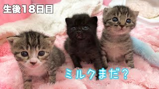 ミルク待ちが可愛い子猫素敵なポーズを披露【ゲンハピノン成長日記#13】Cute kitten waiting for milk.