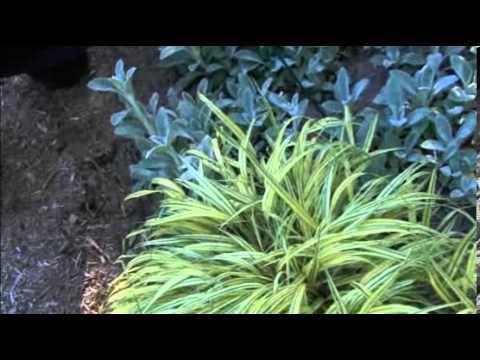 Vidéo: Plantes couvre-sol entre les pavés : les meilleures plantes à cultiver dans les pavés