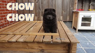 Cute Chow Chow First Day Home : Gust