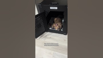 Every pup deserves a safe space 🐾✨