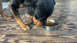 These Rottweilers Eat Fast! INCREDIBLE!