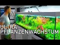 3 Meter Pflanzenaquarium // Neue Fische und Aquariumpflege