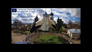 Gniazdo Bocianie - Telewizja Sokółka [NA ŻYWO] | IP Camera: Stork&#39;s nest [LIVE] Bociany NA ŻYWO