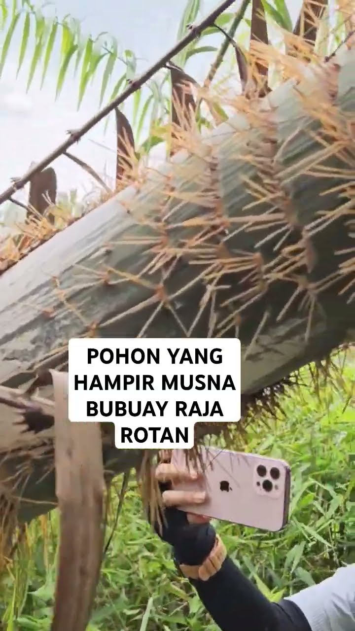 Pohon Raja Rotan Di Hutan Godog Garut
