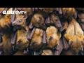 Living Up A Tree To Film Bats | The Making of Mammals | BBC Earth