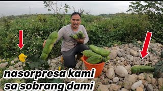 Catch&cook:grabe ligaw na gulay sobrang dami ng bunga dito sa tabing ilog