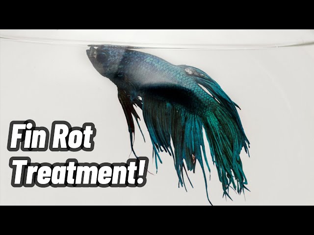 Fin Rot Treatment: Betta Fish 