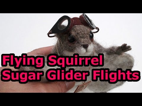 Flying Squirrel Sugar Glider Flights ムササビとモモンガが住む家 Diy Crafts Diy Crafts For Kids こども 工作 自作 Cat25 Youtube