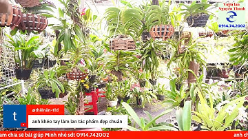 Cách Trồng hoa lan lên gỗ lũa