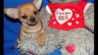 The funniest puppy chiweenie (chihuahua dachshund mix) Eloise Щенок чивини (чихуахуа и такса) Элоиза