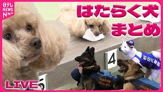 【どうぶつまとめ】安全見守る「わんわんパトロール隊」集合/トイプードルの警察嘱託犬お披露目/レジ打ち秋田犬が“昇進”　新たな任務は？など （日テレNEWSLIVE）