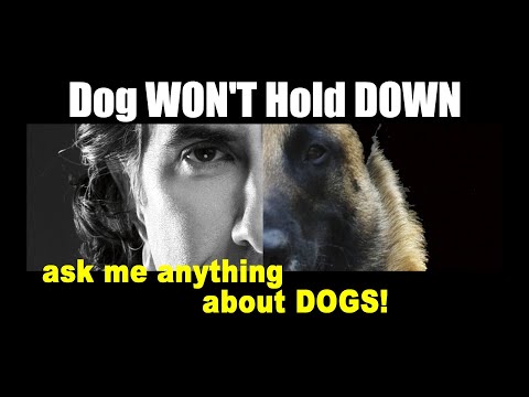 Video: Kaip tavo šuns pasviręs laikys, galėtum laikyti tavo griuvę