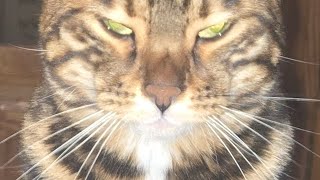 Astero Vs Succubus 2025