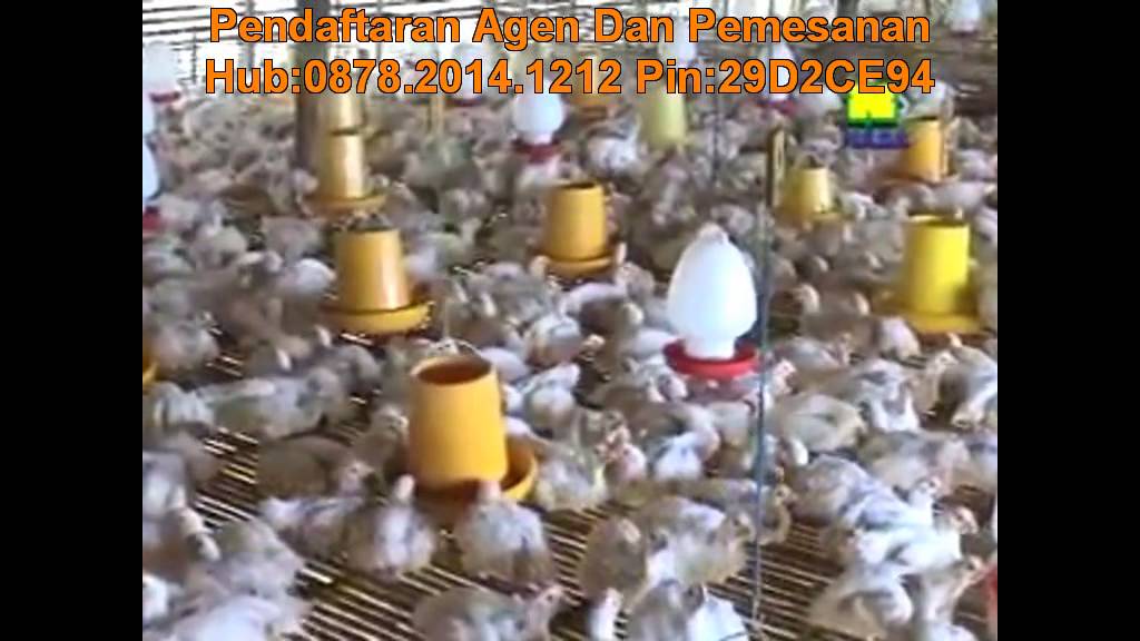 Panduan lengkap cara Beternak Ayam Pedaging 
