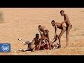 Documental Completo: Cazadores y Depredadores del Planeta