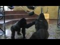 GORILLA FIGHT AT THE PHILADELPHIA ZOO