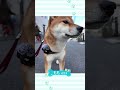 2才柴犬のお散歩!テンション最高潮🐶 #shibainu #puppy #柴犬 #お散歩 #いぬ #犬のいる暮らし #柴犬のいる暮らし