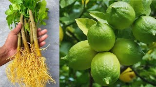 Best Creative 5 Ideas for Mango, Papaya , Lemon ,Rose and Orange at home