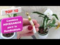 Cuales son  las top 10 cosas que ayudan a mi Orquidea Dendrobium a que dure y de flores Top 10 #393