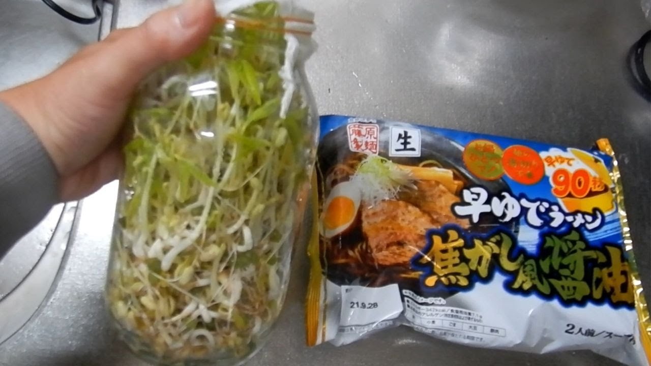 もやしを量産するぞ レタスも水耕栽培で Youtube