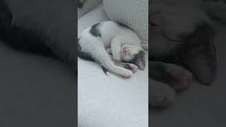 Download Lagu #song #cat #ytdayibenionecikarnolur #asroma #munchkinfold #funny #ilahirahmet #music MP3 Download Lagu #song #cat #ytdayibenionecikarnolur #asroma #munchkinfold #funny #ilahirahmet #music MP3