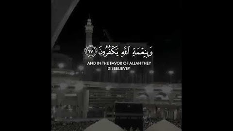 القارئ عبدالرحمن مسعد - 22ث