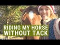 Riding My Horse WITHOUT Tack!