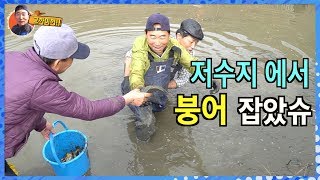 저수지 물 빼고 붕어(carp) 잡아서 붕어찜 해먹었슈~