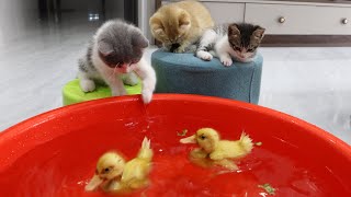 Kittens admire ducklings for eating delicious food while swimming and bathing.