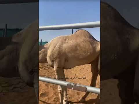 زمول الرئاسة محمية المطلاع 2020