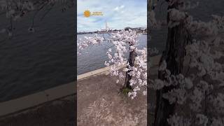 Hollowed-out cherry tree named “Stumpy” captivates tourists, D.C. locals #shorts