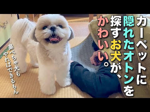【シーズー】カーペットに隠れたオトンを探すお犬がかわいい w【215】
