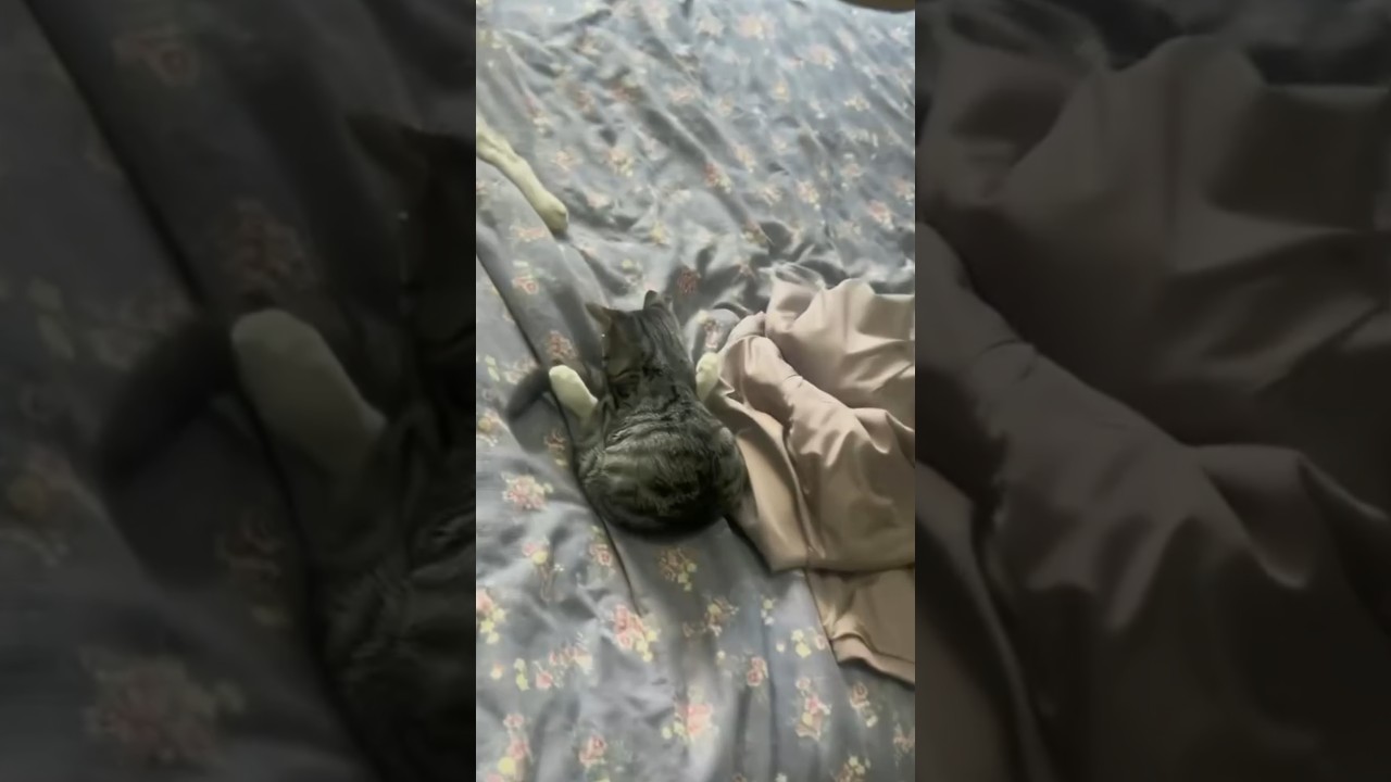 Kitten Naps Face Down Into Bed Between Its Front Paws
