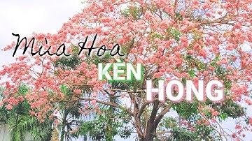 Mãn Nhãn Với Hoa Kèn Hồng Bung Nở, Nhuộm Tím Cả Góc Trời Sài Gòn/#341