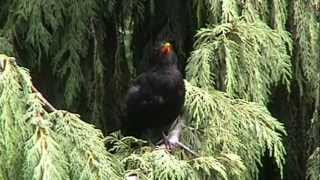 2006 Nasz Kos - Notre Merle - Our Blackbird