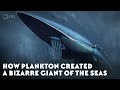 How Plankton Created A Bizarre Giant of the Seas