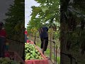 Roça de Mamão: O Segredo do Mercado Agrícola 🥭
