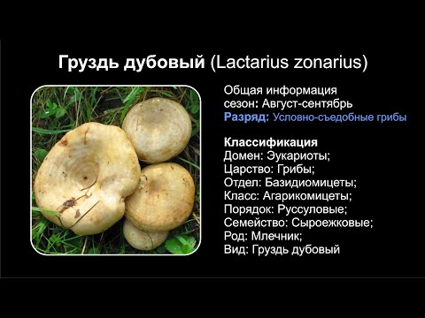 YouTube видео