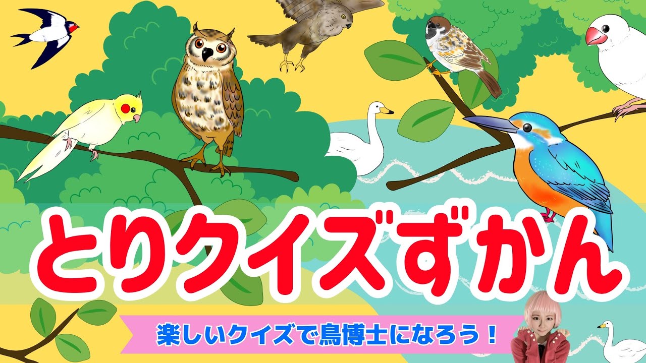 鳥クイズ図鑑】赤ちゃん喜ぶ！子供が喜ぶ！インコ、ツバメ、シマエナガ