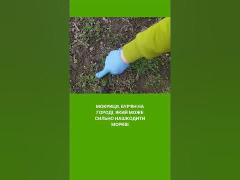 Мокриця на городі - YouTube