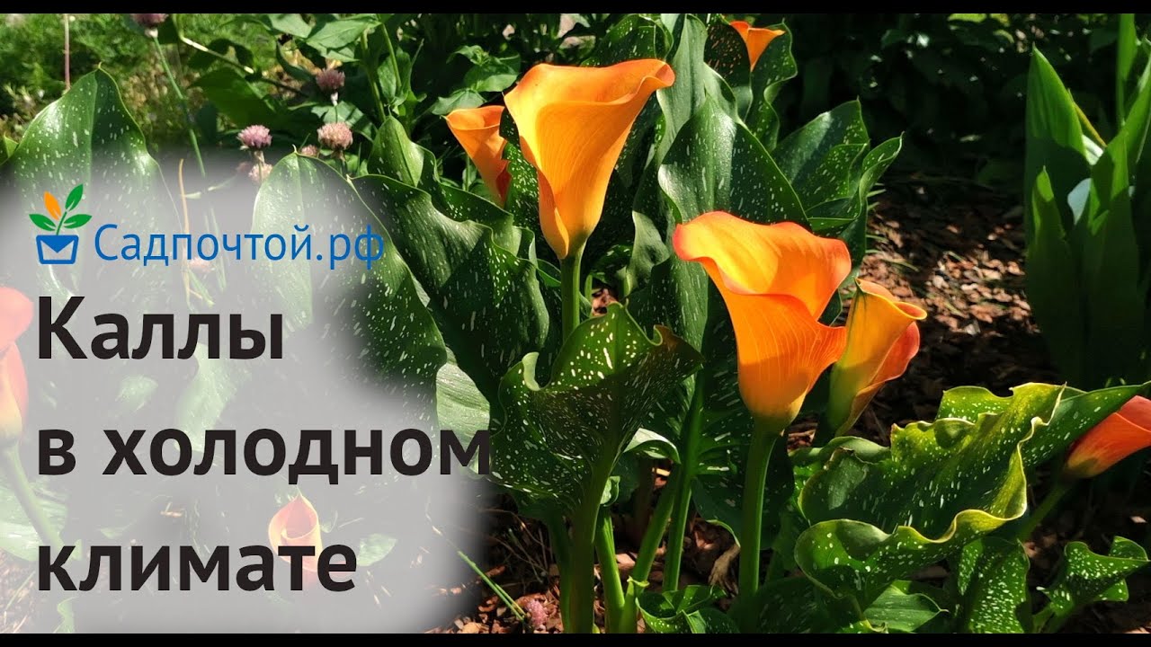 Когда выкапывать каллы?