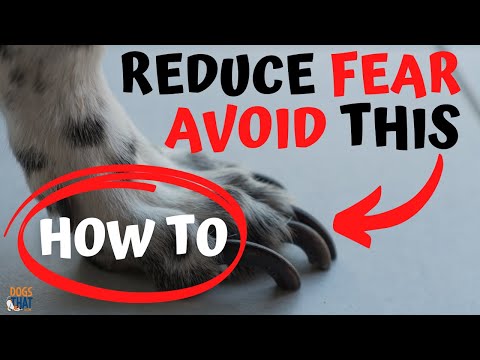 Dog Nail Trimming: How To Change Fear To Fun