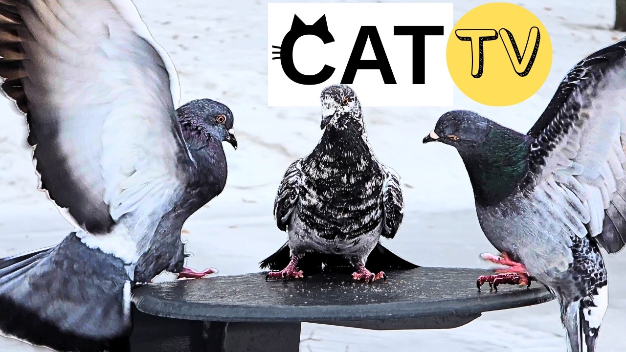 Cat TV: Beautiful Pigeons Eating Seeds ❄️🕊️ | Real Bird Sounds (No Music)