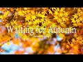 🍁🍁🍁Incredible Fall Foliage - Best 4K Autumn Nature Scenes from Around the World + Calming Music