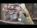 スナネコのトレーニング
