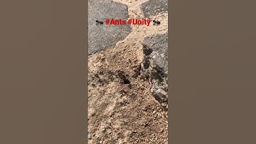 #ants #nature #wildlife #unity